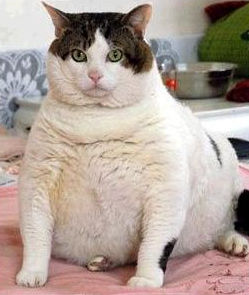 Fat, fat, fat Cat