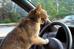 Driving Cat with Road Rage