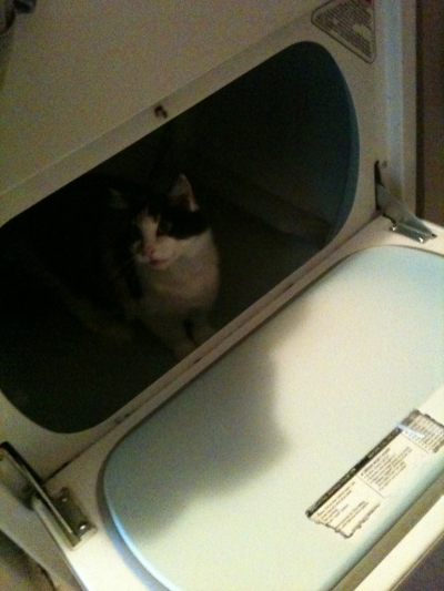 Alexa inspecting the Dryer