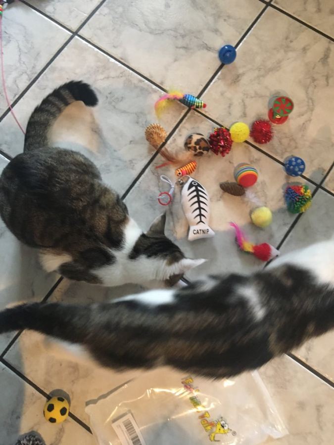 Cats with Toys