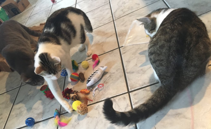 Delilah, Dokkie, and Huck with Toys