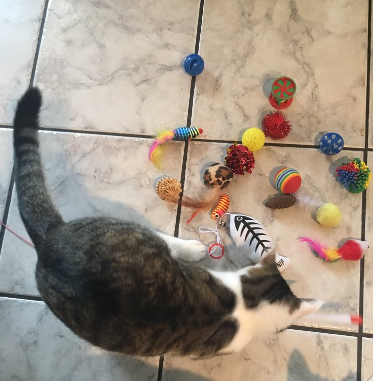 Dokkie and Cat Toys