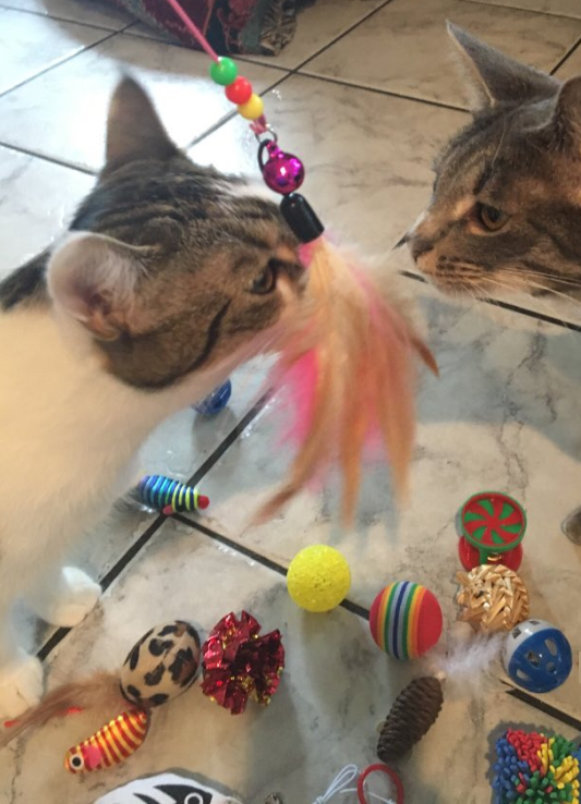 Dokkie and Delilah with Cat Toys 2