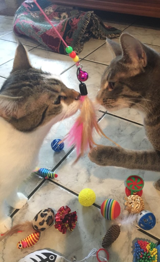 Dokkie and Delilah with Cat Toys